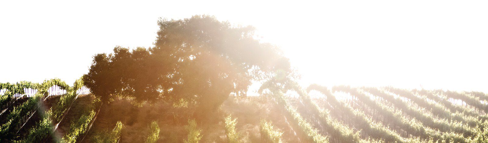 Tress in vineyard with sun setting