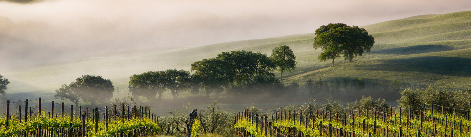 Wine vineyard with fog and trees and rolling hills in the background